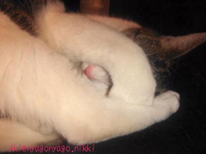 さみしいにゃ～