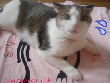 見られちゃったにゃ