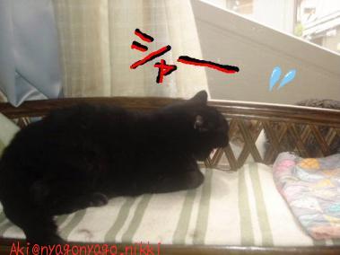 ダブルシャー！？