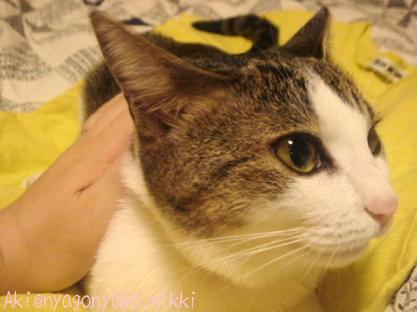 いいにゃ・・