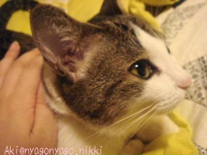 にゃんだか・・