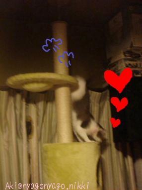 すぐいきますにゃ