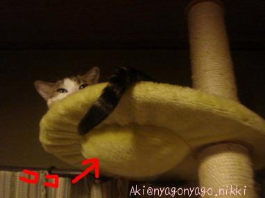 つんつんポイント