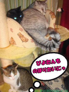 ぴよたんも・・・