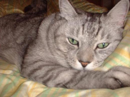 猫の王様・７キロ