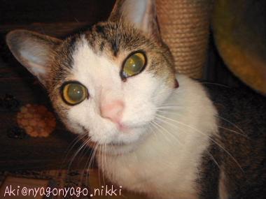 すわりたいにゃ～