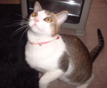 らいねんは当ててにゃ