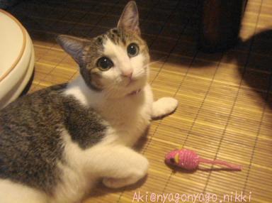 ぴよたんのにゃの？