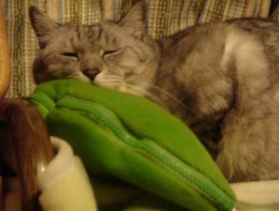 やっぱり枕はいいね