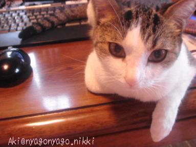 じゃまぴよたん