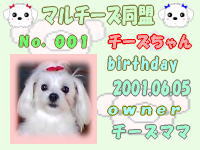 マルチーズ同盟