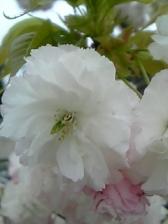 八重桜