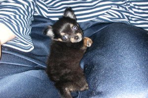 は～い♪しゅうでちゅ。