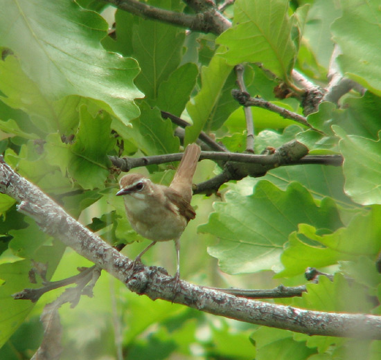 ノゴマ　♀