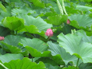 蓮の花はまだつぼみ