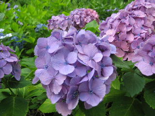 あじさいの花