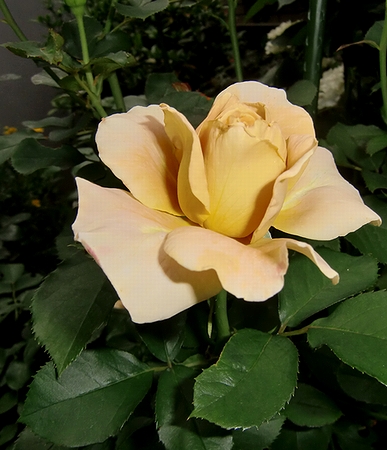 ハニーディジョン　二番花.jpg
