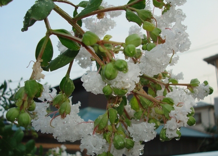 2008.8.11.氷が溶けちゃう.jpg