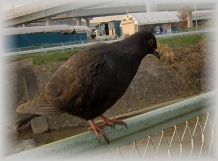 黒鳩.jpg