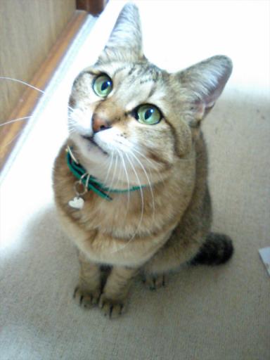 はじめましてのごあいさつ