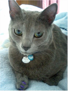 青が似合うの。