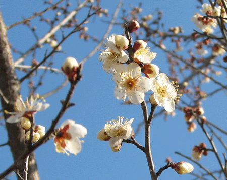 6 小梅の花_3751.gif