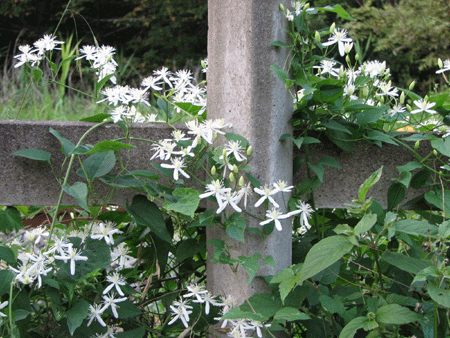 ４白い花_7115.gif