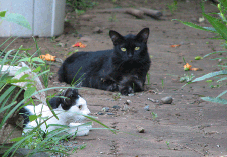 2  ８．５　黒猫とピコ_1702.gif