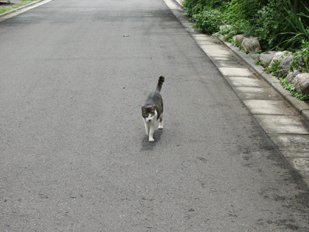 7猫ミミ_6693.gif