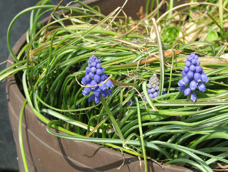 3 オキザリス_9439.gif