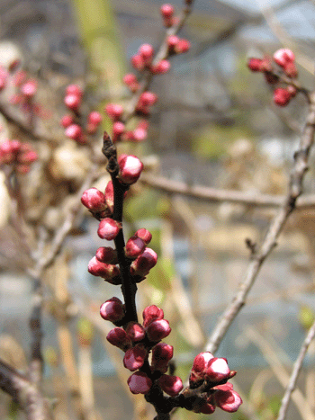 6 アンズ_9448.gif