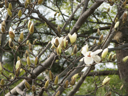 7 ハクモクレン_9476.gif