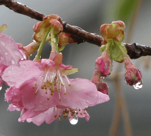 2 河津桜拡大 _9204.gif