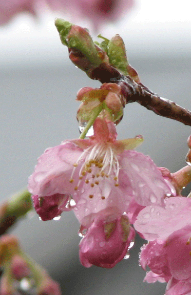 3 河津桜 _9204.gif