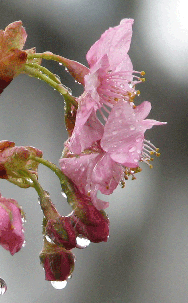 4 河津桜_9205.gif