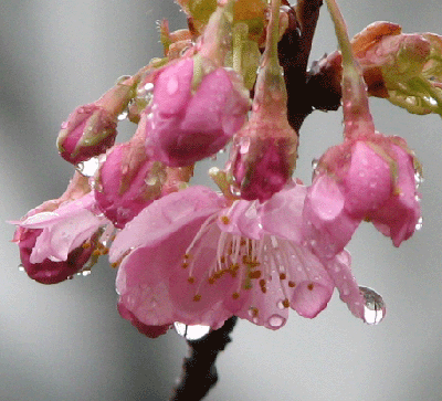 5 河津桜_9205.gif