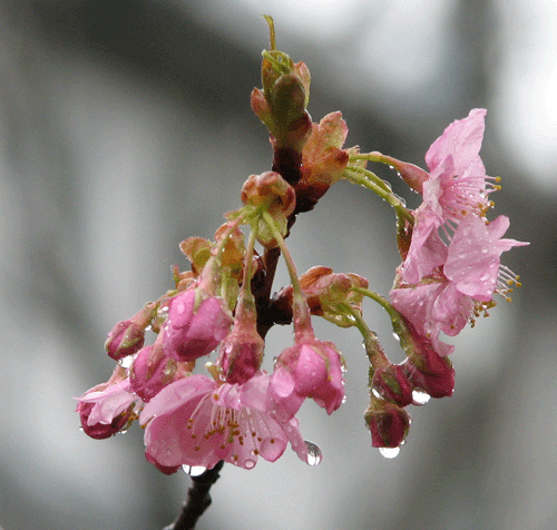 6 河津桜 _9205.gif