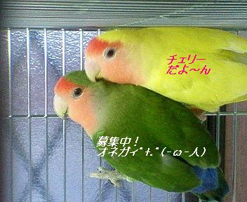 コザクラインコ＆ゴールデンチェリー♪.JPG