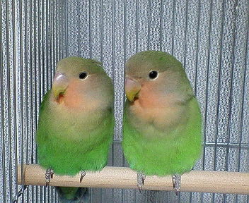 コザクラインコ雛.jpg