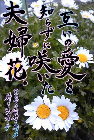 東日本大震災チャリティーポストカード。５種類あるうちの１枚。