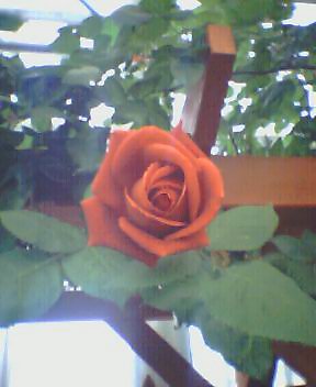 ブラックティー2