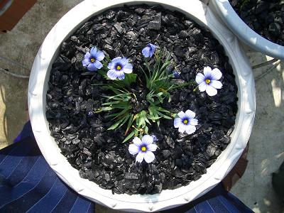 ？？？お花