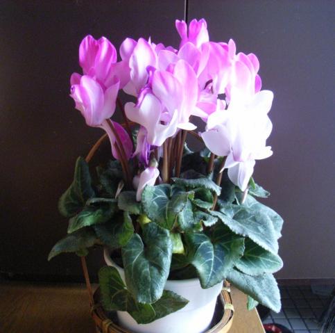  Cyclamen 