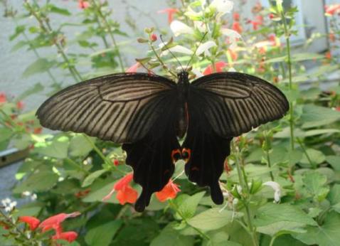 クロアゲハ　Black swallowtail