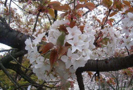 越水早咲桜