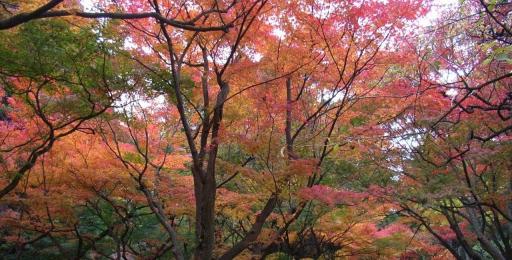 京都の秋６　Autumn in Kyoto 6
