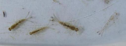 カゲロウの幼虫　Mayfly larvae