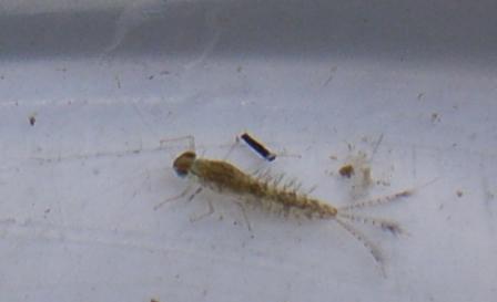 カゲロウの幼虫　Mayfly larva
