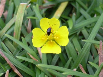 小さな黄色い花と小さな甲虫　Tiny yellow flower and a tiny beetle