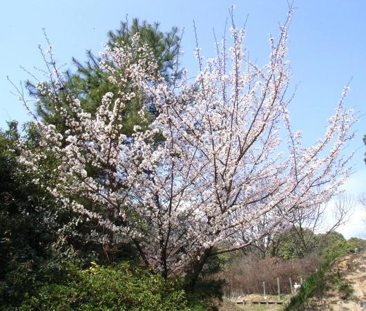 桜の木